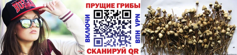 Галлюциногенные грибы мицелий  Купить где  Дятьково 